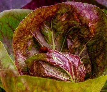 Lechuga roja